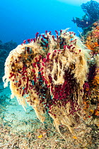 Red gorgonian coral (Paramuricea clavata) covered with mucilage, a symptom of rising sea temperature,  Ventimiglia, Italy, Ligurian Sea, Mediterranean.
