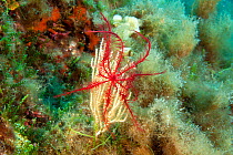 Mediterranean feather star (Antedon mediterranea) on a White gorgonian coral (Eunicella singularis), Punta Campanella Marine Reserve, Massa Lubrense, Italy, Tyrrhenian Sea, Mediterranean.
