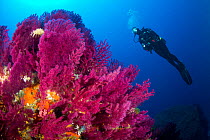 Scuba diver with Red gorgonian coral (Paramuricea clavata), Santa Teresa, Sardinia, Italy, Tyrrhenian Sea, Mediterranean.
