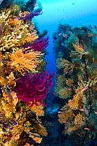 Red gorgonian coral (Lophogorgia chilensis) and Yellow gorgonian (Eunicella cavolini) growing in a rock crevice, Ponza Island, Italy, Tyrrhenian Sea, Mediterranean.