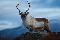 Male Reindeer (Rangifer tarandus), Isle of Senja, Troms, Norway, February.