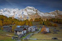 View of Le Mont Pourri, with farm buildings and European larch (Larix decidua) trees in the foreground, Le Monal Vanoise National Park, Savoie, France, October 2015.