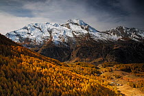 View of Le Mont Pourri, with European larch (Larix decidua) forest, Le Monal Vanoise National Park, Savoie, France, October 2015.