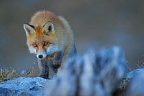 Red fox (Vulpes vulpes) alert whilst hunting, Vanoise National Park, Rhone Alpes, France, October.