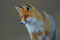 Red fox (Vulpes vulpes) alert whilst hunting, Vanoise National Park, Rhone Alpes, France, October.