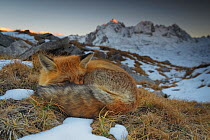 Close-up of a Red fox (Vulpes vulpes) resting, with mountains in the background, Vanoise National Park, Rhone Alpes, France, October.