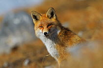 Portrait of a Red fox (Vulpes vulpes), Vanoise National Park, Rhone Alpes, France, November.