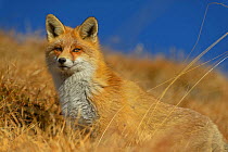 Portrait of a Red fox (Vulpes vulpes), Vanoise National Park, Rhone Alpes, France, November.