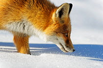 Close-up of a Red fox (Vulpes vulpes) sniffing, Vanoise National Park, Rhone Alpes, France, November.