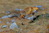 Red fox  (Vulpes vulpes) pouncing, Vanoise National Park, Rhone Alpes, France, November.