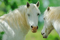 Two Camargue horses (Equus caballus), Camargue, France, May.