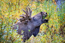 Male Moose / Eurasian elk (Alces alces) feeding on Willow, Rapadalen valley, Sarek National Park, World Heritage Laponia, Swedish Lapland, Sweden, September.