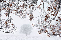 Frost covered European beech tree (Fagus sylvatica) in a snow covered field framed by frosty branches, Calonda, Harghita County, Transylvania, Romania, January.