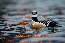 Male Steller's eider duck (Polysticta stelleri) on water, Batsfjord, Finnmark. Norway, March. Vulnerable species.