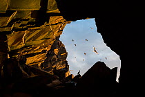 European shag (Phalacrocorax aristotelis) sitting at the entrance of a cave with flock of Common guillemots (Uria aalge) and Gulls (Laridae) flying past cave, Hornoya and Reinoya Nature Reserve, Finnm...
