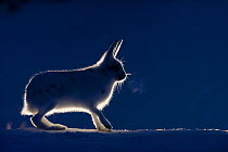 Mountain hare (Lepus timidus) backlit, Vauldalen, Norway, April.