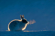 Mountain hare (Lepus timidus) sitting on snow, with breath vapour visible, Vauldalen, Norway, April.