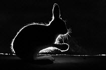 Mountain hare (Lepus timidus) on snow backlit at night, silhouetted, Vauldalen, Norway, May.