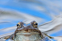 European common frog (Rana temporaria) with head above water, Retezat National Park, Transylvania, Romania, May.