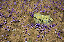 Crocuses (Crocus heuffelianus) flowering, Retezat National Park, Transylvania, Romania, May.