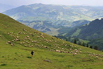 Shepherd with flock of sheep and some goats on Mount Noscolat, Ghimes, Ciucului Mountains, Transylvania, Romania, June 2015.