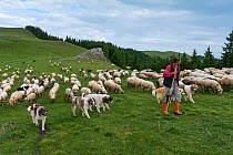 Shepherd with flock of sheep and goats with Shepherd dogs on Mount Noscolat, Ghimes, Ciucului Mountains, Transylvania, Romania, June 2015.