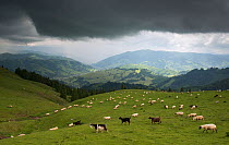 Flock of goats and sheep on Mount Noscolat, Ghimes, Ciucului Mountains, Transylvania, Romania, June 2015.