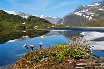 One flowered fleabane (Erigeron uniflorus) flowering on the edge of Ovre Pikhaugvatnet Lake, Glomdalen Valley, Saltfjellet-Svartisen National Park, Norway, August.