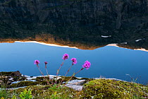 Alpine catchfly (Silene suecica / Lychnis alpina) flowering on lake's edge with rock face reflected in water, Ovre Pikhaugvatnet Lake, Glomdalen Valley, Saltfjellet-Svartisen National Park, Norway, Au...
