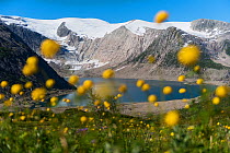 Globe-flower (Trollius europaeus) flowering in front of the Svartisen ice cap and the Flatisvatnet lake, Glomdalen, Saltfjellet-Svartisen National Park, Norway, August 2015.