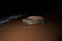 Green Turtle (Chelonia mydas) female returning to sea after laying egg at night, Bijagos Islands, Guinea Bissau. Endangered species.