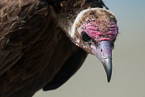 Hooded vulture (Necrosyrtes monachus) portrait, Guinea Bissau.