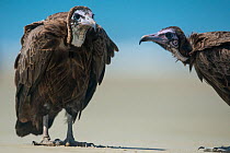 Hooded vulture (Necrosyrtes monachus) two on beach, Guinea Bissau.