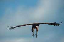 Hooded vulture (Necrosyrtes monachus) in flight with clouds, Guinea Bissau.