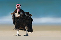 Hooded vulture (Necrosyrtes monachus) on beach, Guinea Bissau.