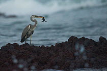 Goliath heron (Ardea goliath) with a baby Green Turtle (Chelonia mydas) prey which has just emerge from the nest, Bijagos Islands, Guinea Bissau.