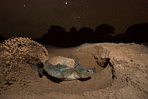 Green Turtle (Chelonia mydas),  digging nest.  Bijagos Islands, Guinea Bissau. Endangered species.