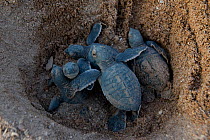 Green turtle (Chelonia mydas) hatchlings emerging from nest, Bijagos Islands, Guinea Bissau. Endangered species.