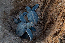 Green turtle (Chelonia mydas) hatchlings emerging from nest, Bijagos Islands, Guinea Bissau. Endangered species.