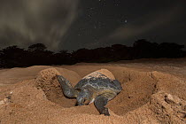 Green Turtle (Chelonia mydas) female digging nest.  Bijagos Islands, Guinea Bissau. Endangered species.
