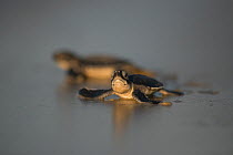 Green turtle (Chelonia mydas) hatchling on its way to the sea, Bijagos Islands, Guinea Bissau. Endangered species.
