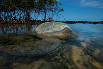Green turtle (Chelonia mydas) resting in the shallows of the coast, Bijagos Islands, Guinea Bissau. Endangered species.