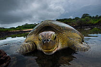Green turtle (Chelonia mydas) resting in the shallows of the coast, Bijagos Islands, Guinea Bissau. Endangered species.