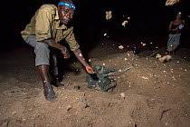 Scientists monitoring Green turtle (Chelonia mydas) nest building and egg laying at night, Bijagos Islands, Guinea Bissau. Endangered species.