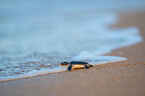 Green Turtle (Chelonia mydas) hatchling on its way to the sea, Bijages Islands, Guinea Bissau. Endangered species.