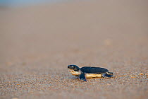 Green turtle (Chelonia mydas) on beach, hatchling on its way to the sea, Bijagos Islands, Guinea Bissau. Endangered species.