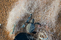 Green Turtle (Chelonia mydas) hatchling caught in fishing net, Bijagos Islands, Guinea Bissau. Endangered species.