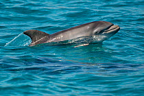 Bottlenose dolphin (Tursiops truncatus) baby age two weeks porpoising, Sado Estuary, Portugal