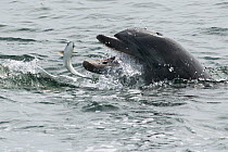 Bottlenose Dolphin, (Tursiops truncatus) catching fish, Sado Estuary, Portugal