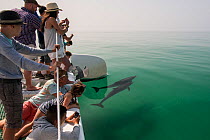 Tourists watching Bottlenose dolphins (Tursiops truncatus) at surface,  Sado Estuary, Portugal. July 2014.